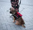 Embroidered Vest
