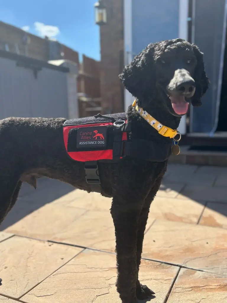 Mollie patch