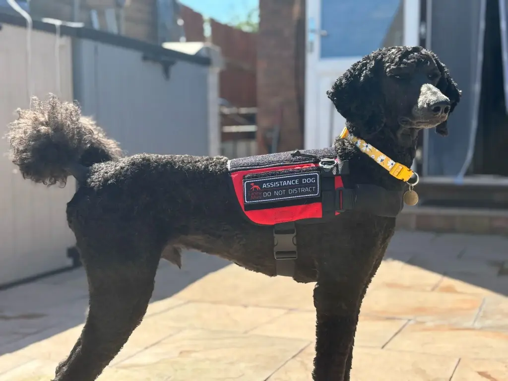 6x2 Inch Patch (In Training)